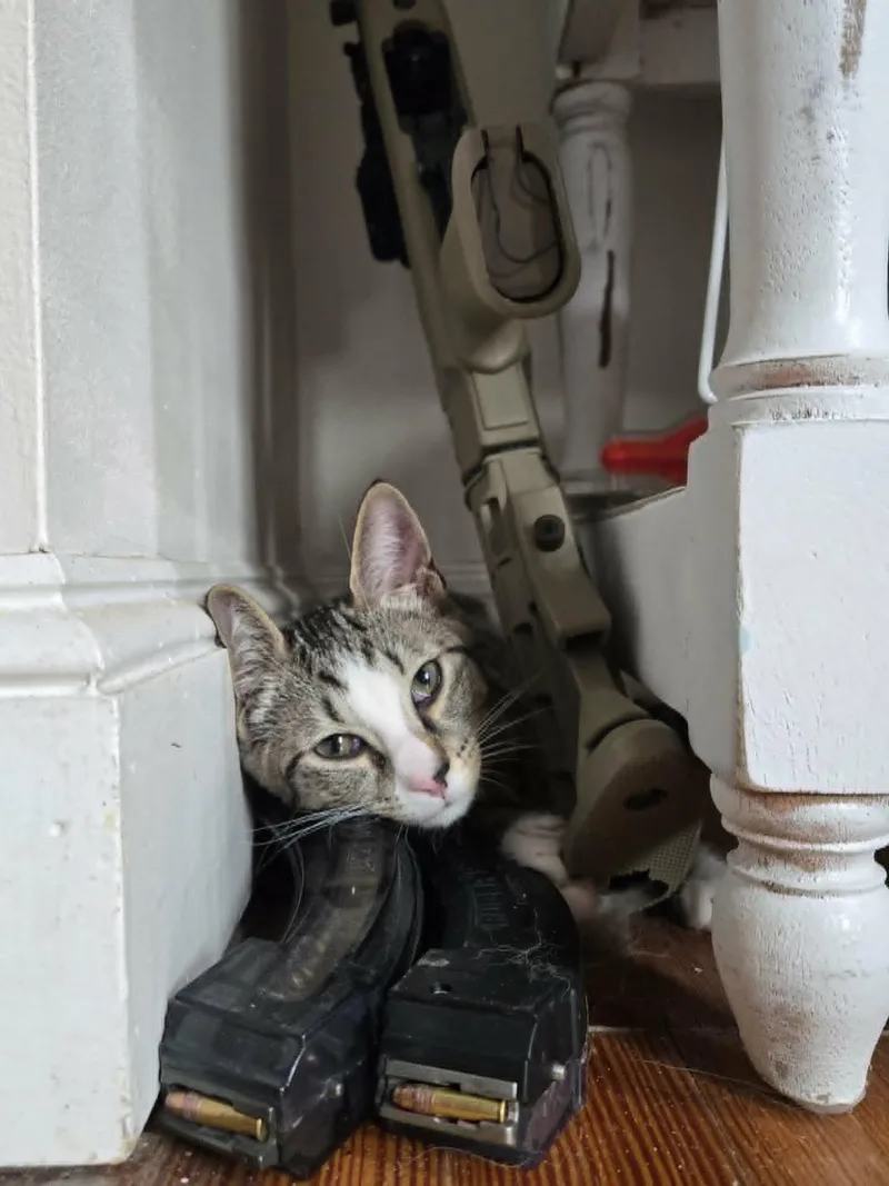 A young medium-sized male Domestic Short Hair cat named Bargain for adoption in Camden, SC