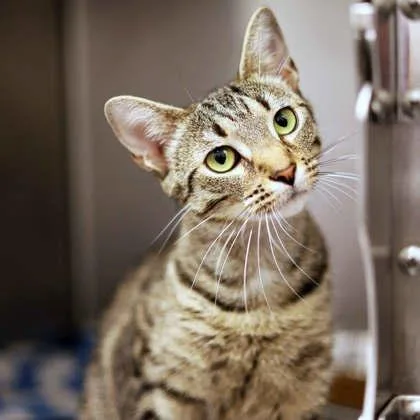An adult small-sized female Brown / Chocolate Domestic Short Hair cat named Acadia for adoption in Atlanta, GA