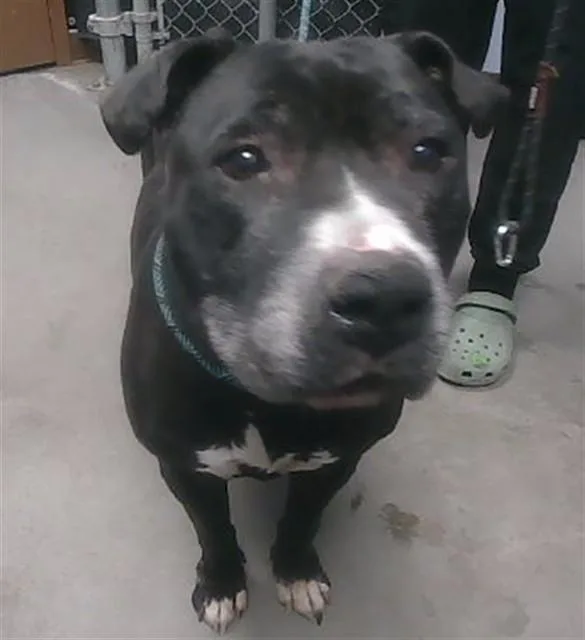 An adult large-sized male Pit Bull Terrier dog named Mayor West for adoption in Phoenix, AZ