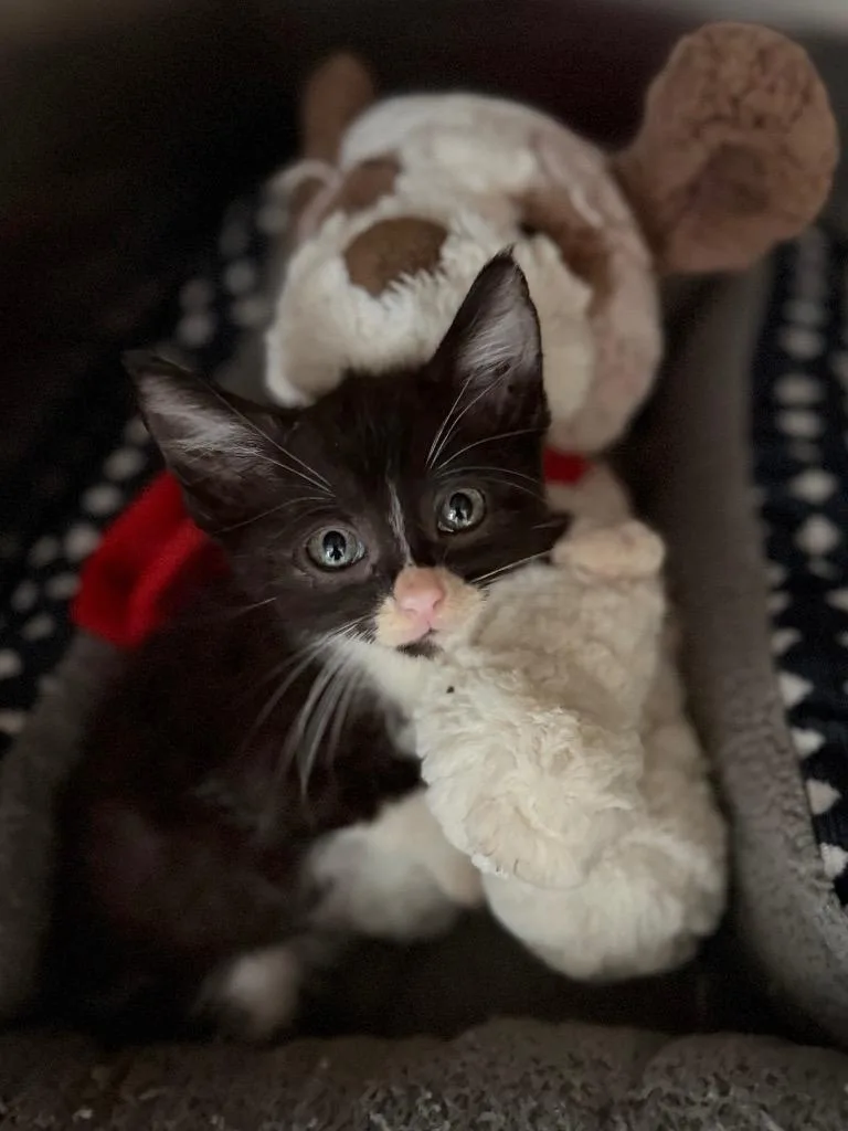 A baby small-sized male Tuxedo cat named Striker for adoption in Brookhaven, MS