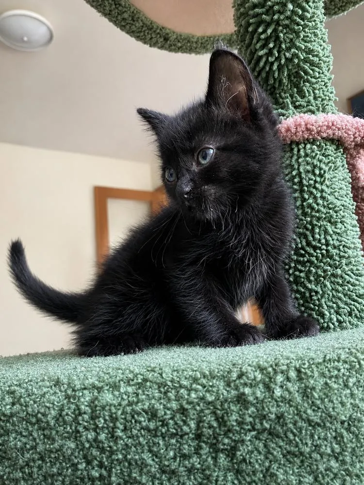A baby medium-sized female Black Domestic Short Hair cat named Godiva for adoption in Clinton Township, MI