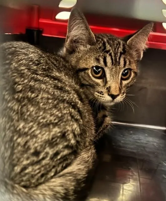 A baby small-sized male Domestic Short Hair cat named Potato for adoption in Brighton, CO