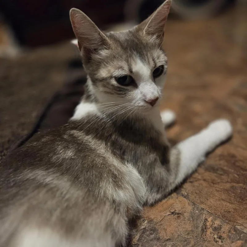 An adult small-sized female Calico Domestic Short Hair cat named Savannah for adoption in Wichita, KS