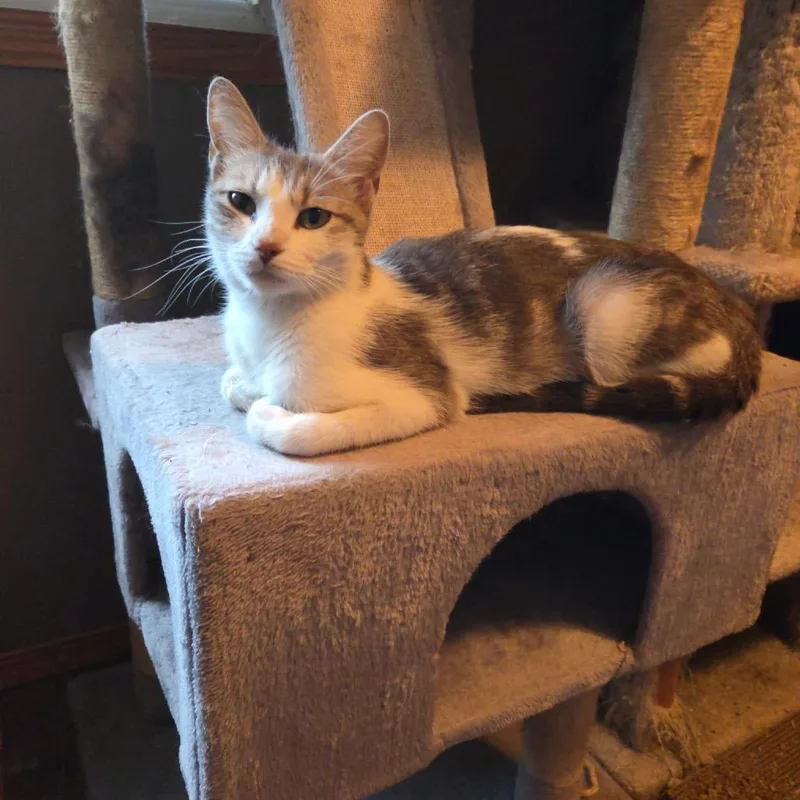 Savannah thumbnail 2