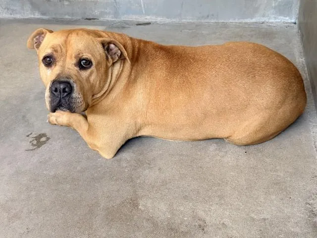 A young medium-sized female Pit Bull Terrier dog named Zarah for adoption in San Bernardino, CA