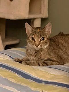 A young small-sized female Torbie Domestic Short Hair cat named Priya for adoption in Kenosha, WI