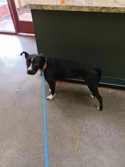 An adult medium-sized male Pit Bull Terrier dog named Milo for adoption in Independence, MO