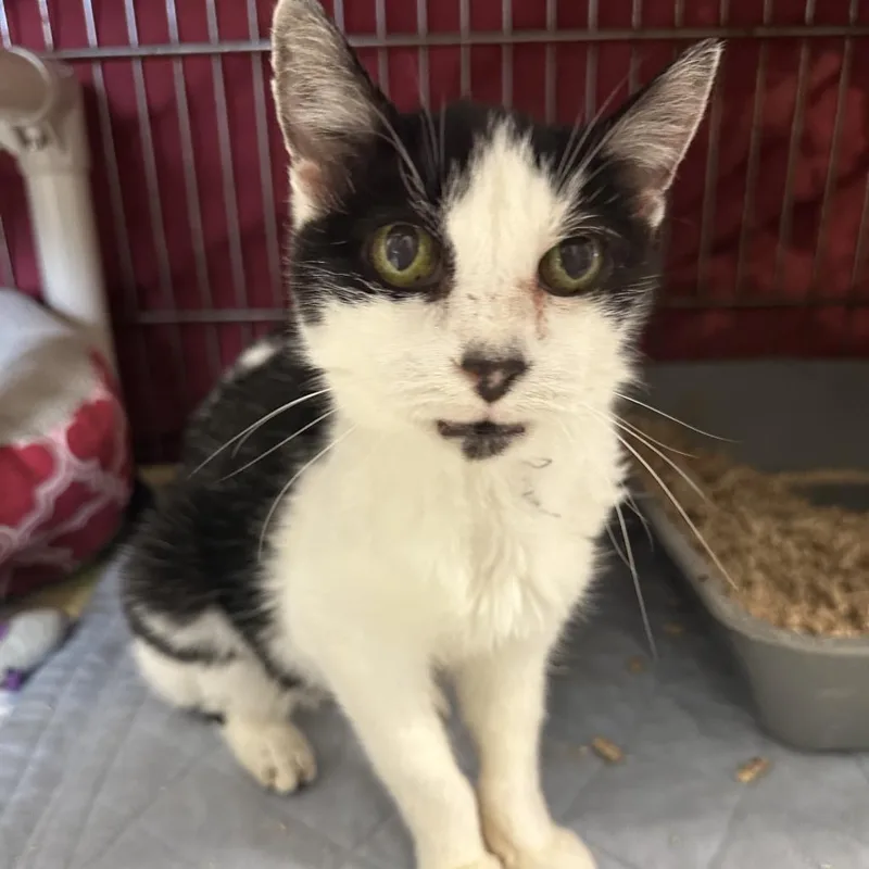 A senior small-sized female White Domestic Short Hair cat named Mavis for adoption in Chippewa Falls, WI