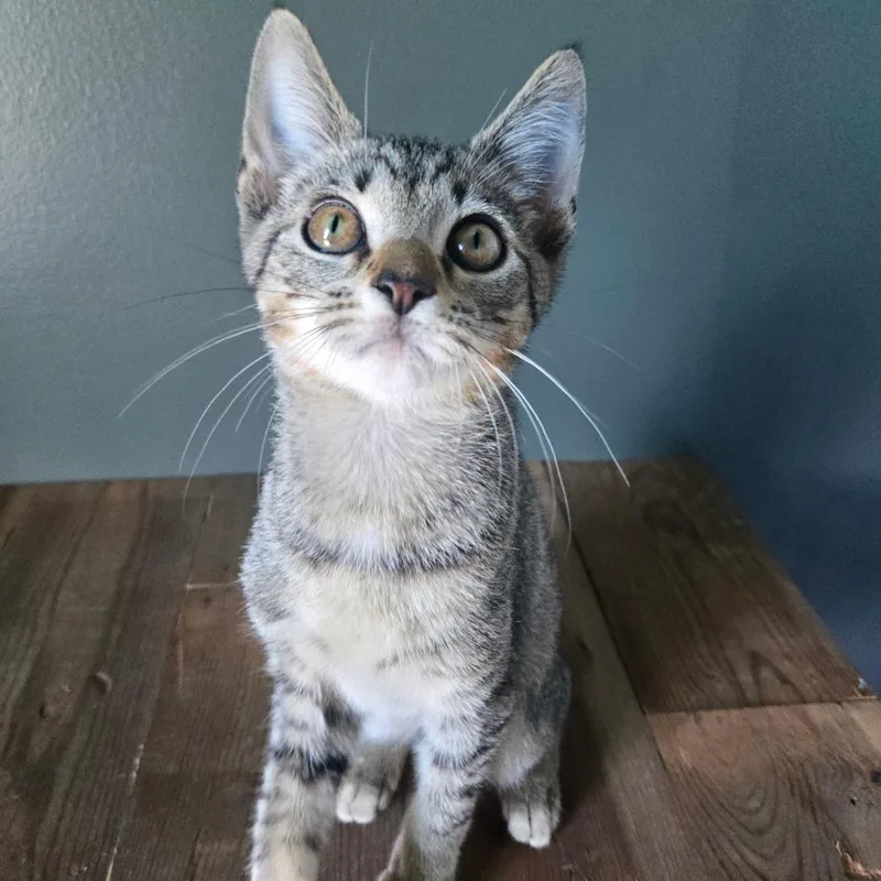 A baby small-sized male Gray / Blue / Silver Domestic Short Hair cat named Dill for adoption in Centerville, TN