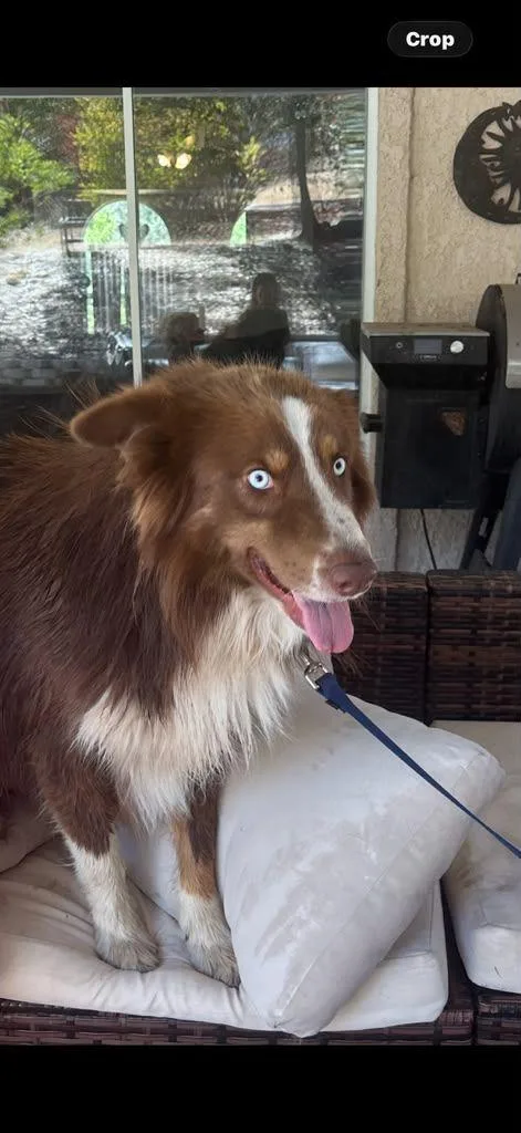 A young medium-sized male Australian Shepherd dog named Jack Jack for adoption in Coarsegold, CA