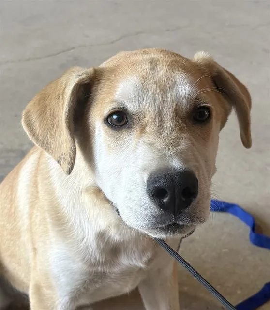 A baby small-sized male Labrador Retriever dog named Papi Chulo for adoption in San Antonio, TX