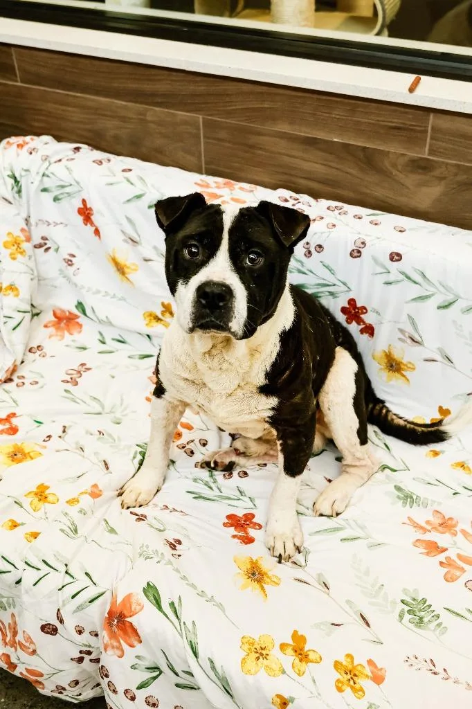 An adult medium-sized male Mixed Breed dog named Zeus for adoption in Rome, GA