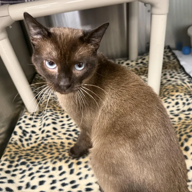 A young medium-sized male Domestic Short Hair cat named Raja for adoption in La Crescent, MN
