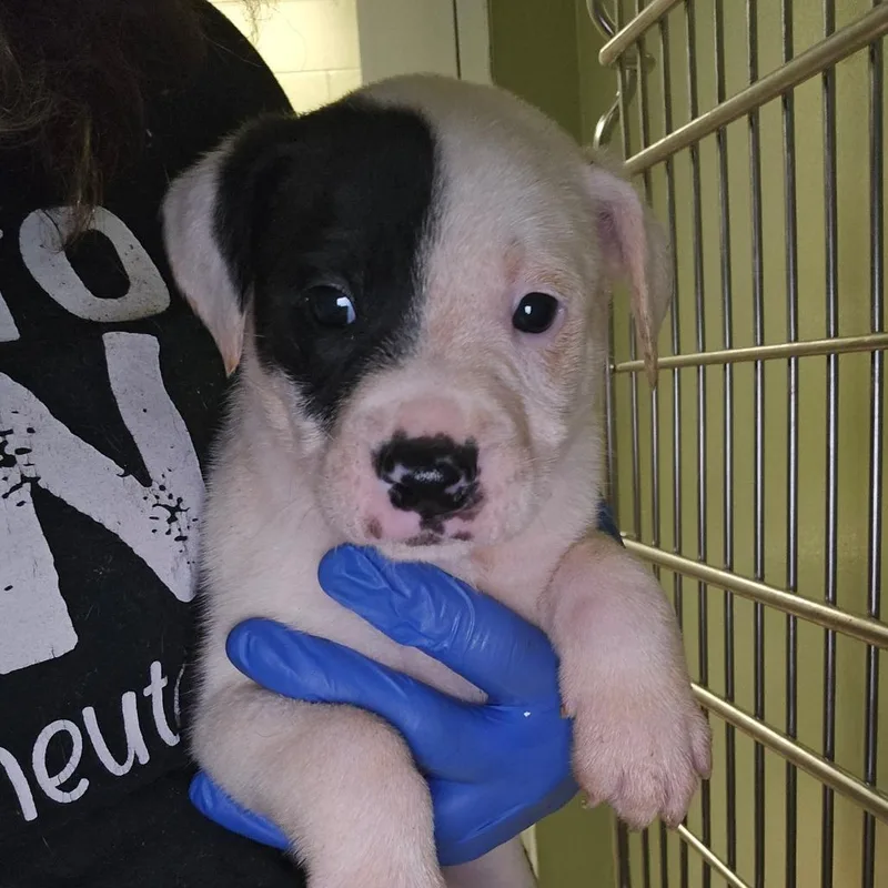 A baby small-sized female White / Cream Mixed Breed dog named Mischief for adoption in Hamilton, GA