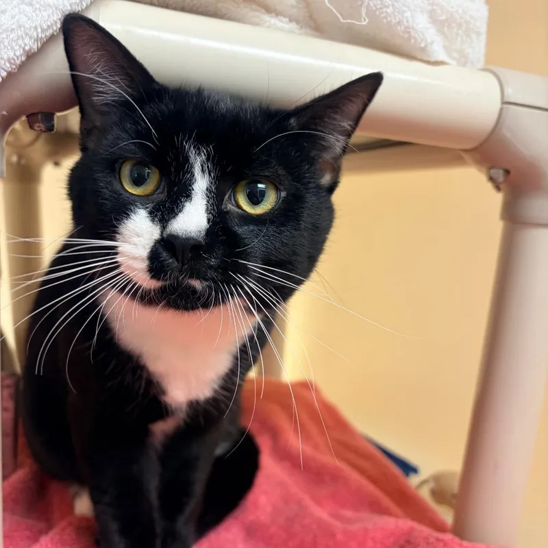 An adult medium-sized male Black Domestic Short Hair cat named Hector for adoption in Harrisonburg, VA