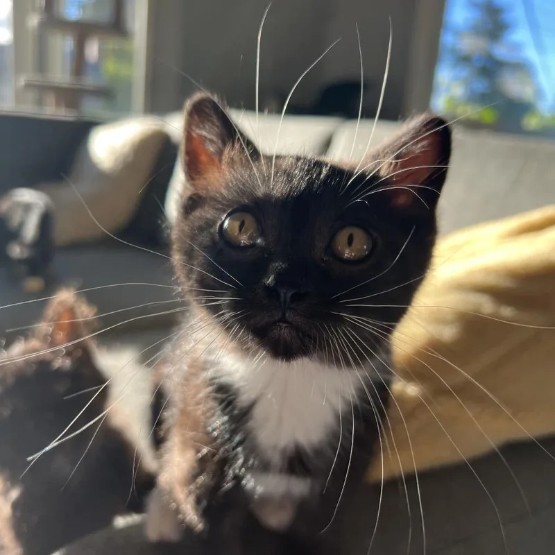A baby small-sized female Black Domestic Medium Hair cat named Midge for adoption in Tacoma, WA
