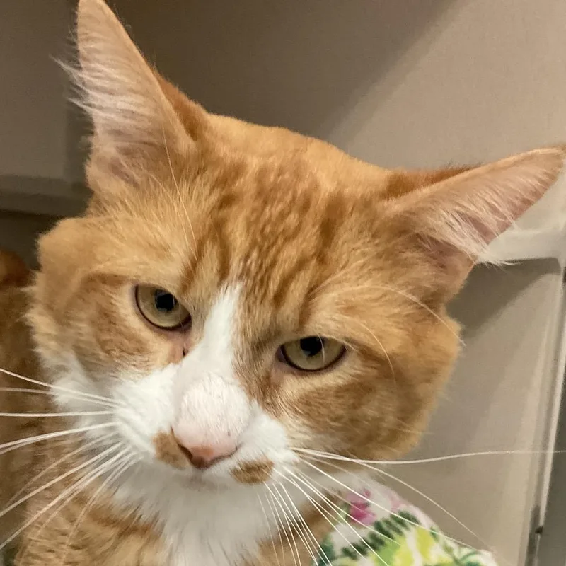 An adult large-sized male Orange / Red Domestic Short Hair cat named Mac for adoption in Redwood City, CA