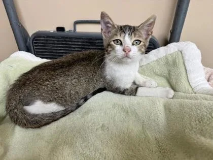A baby medium-sized male Domestic Short Hair cat named Bo for adoption in Pompano Beach, FL