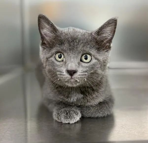 A baby medium-sized female Domestic Short Hair cat named Mulan for adoption in Sioux City, IA