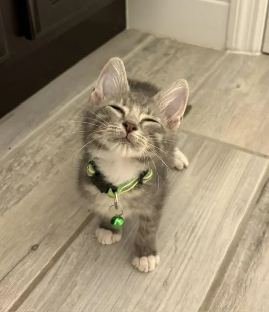 A baby small-sized male Tabby (Gray / Blue / Silver) Tabby cat named Ash for adoption in Maitland, FL