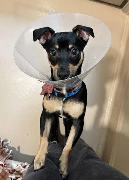A baby small-sized male Mixed Breed dog named Negroni for adoption in Pleasanton, CA