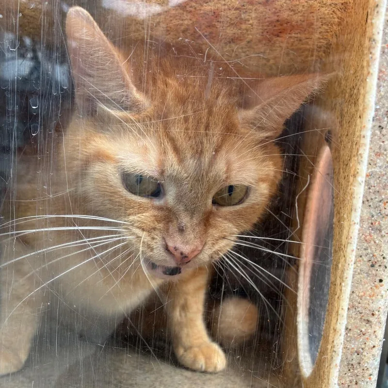 A senior large-sized male Domestic Short Hair cat named Pony Boy for adoption in Philadelphia, PA