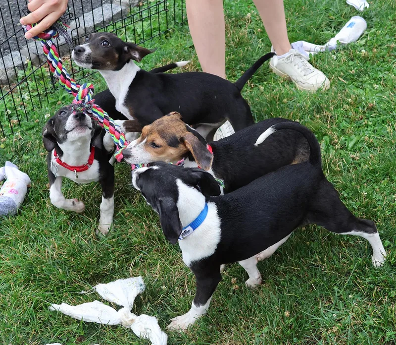 A young medium-sized male Beagle dog named Stan for adoption in Harrison, NY