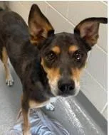 An adult medium-sized male Catahoula Leopard Dog dog named Leo for adoption in Kansas City, MO