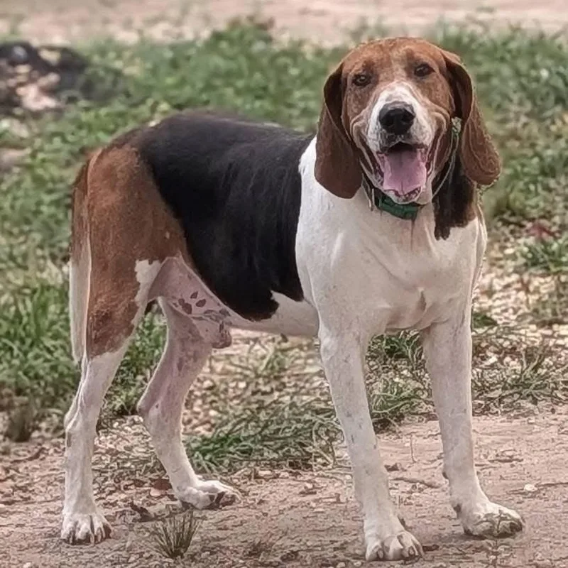 Scout