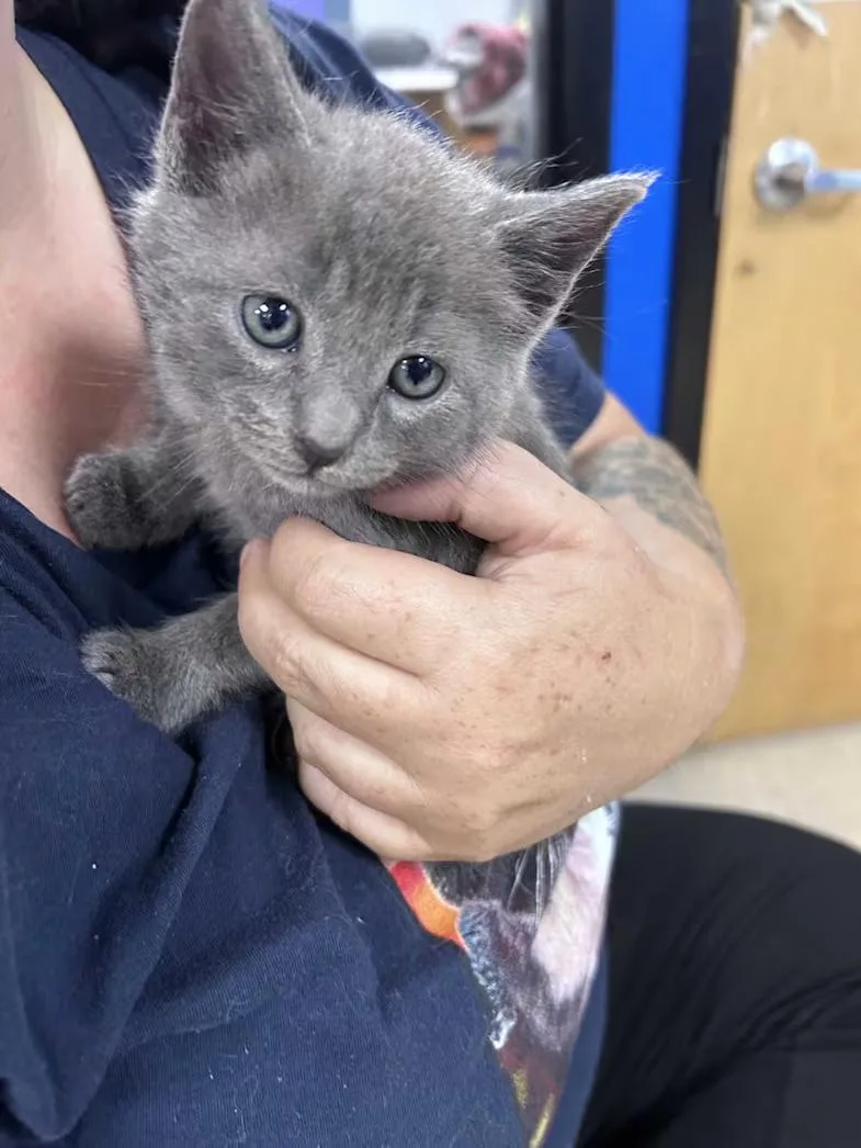 A baby medium-sized female Gray / Blue / Silver Domestic Short Hair cat named Seashell for adoption in Greensboro, NC