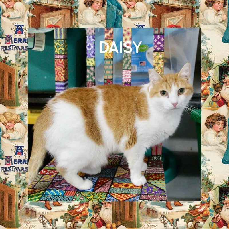 Daisy thumbnail 4