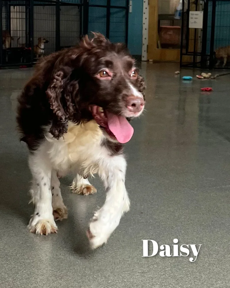 An adult medium-sized female Red / Chestnut / Orange English Springer Spaniel dog named Daisy for adoption in Fredericksburg, VA