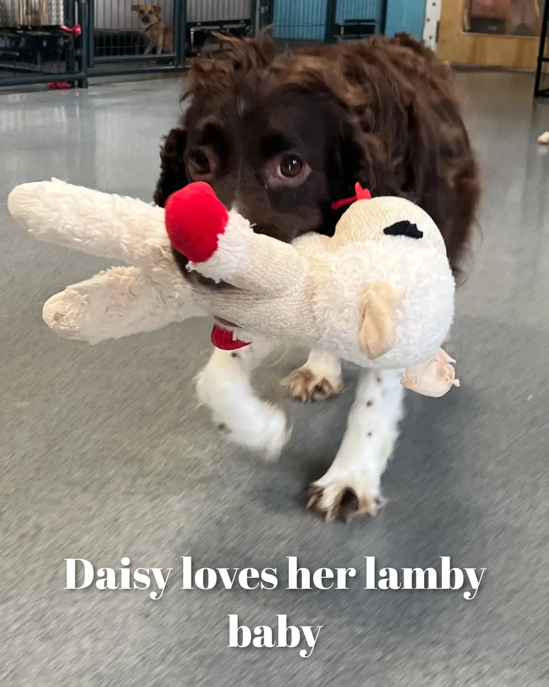 Daisy thumbnail 2