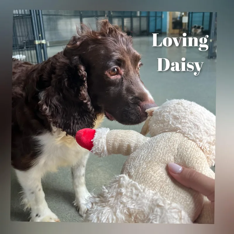 Daisy thumbnail 3