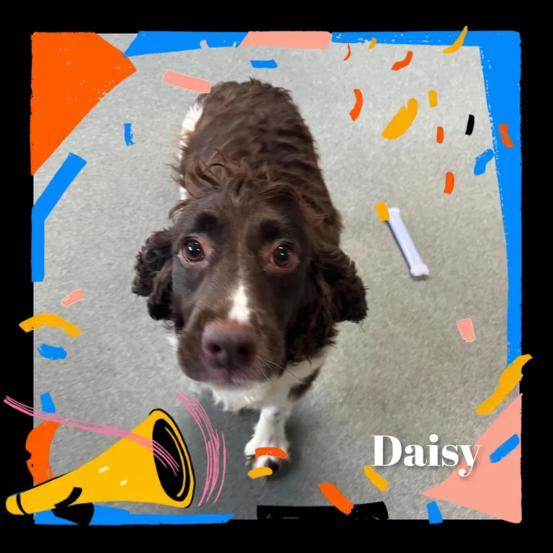 Daisy thumbnail 4
