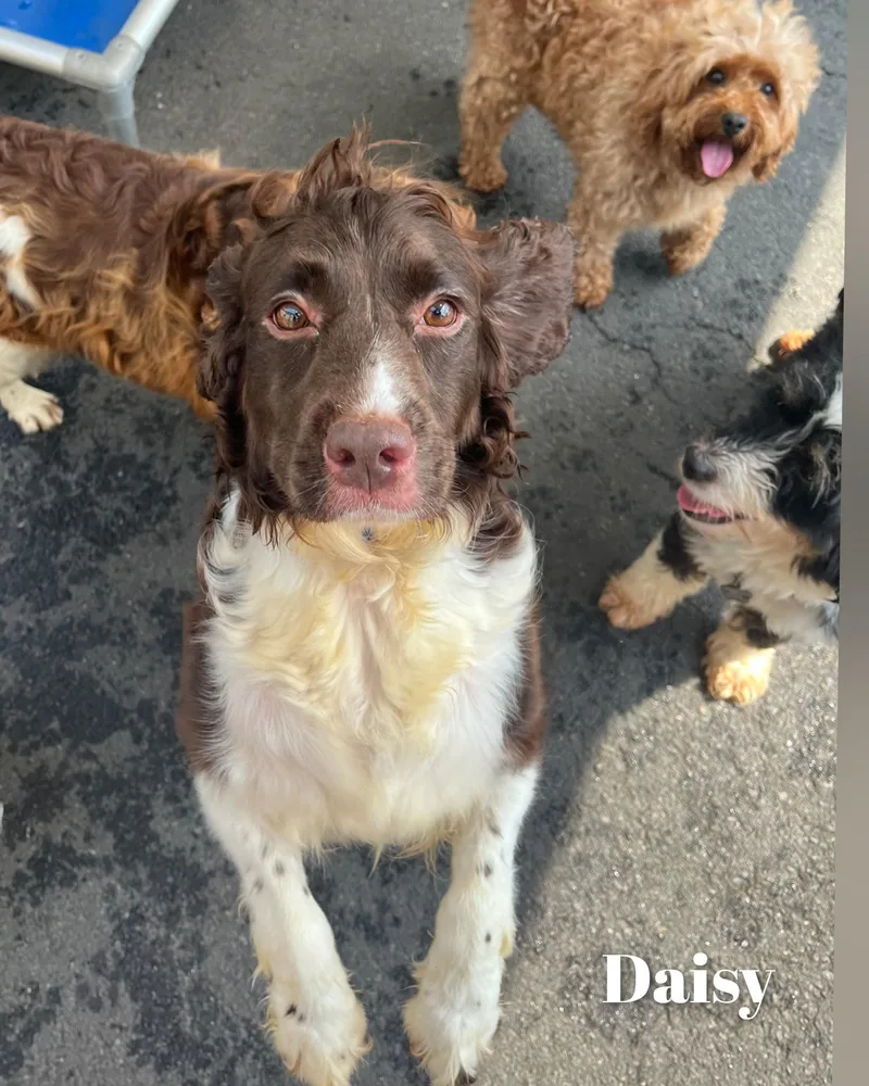 Daisy thumbnail 5