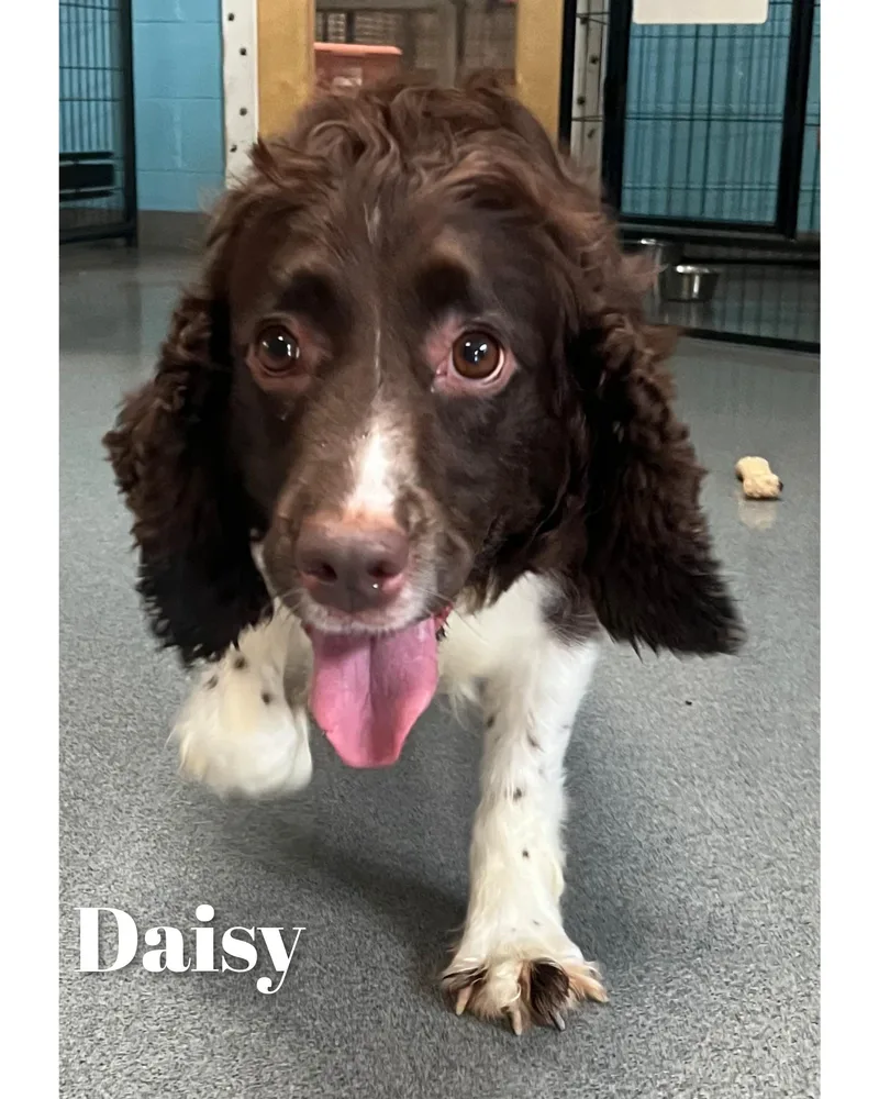 Daisy thumbnail 6
