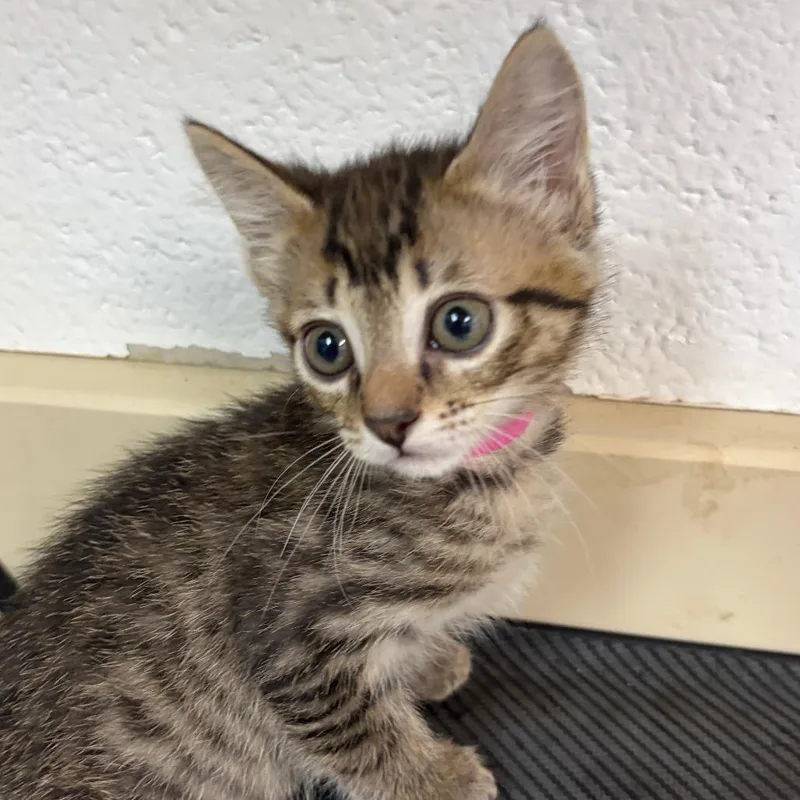 A baby small-sized female Black Domestic Short Hair cat named Addie for adoption in Ardmore, OK