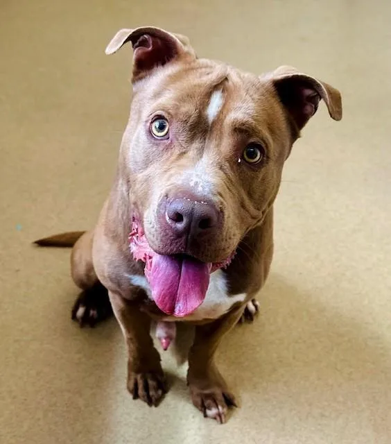 An adult medium-sized male Pit Bull Terrier dog named Nino for adoption in Derwood, MD