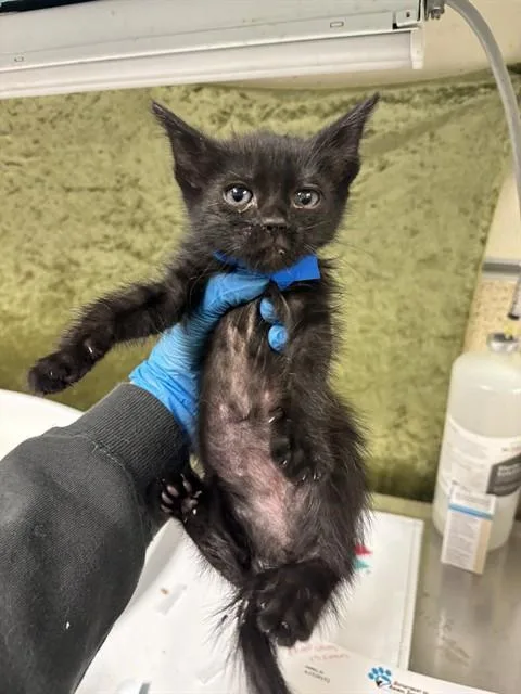 A baby small-sized female Domestic Short Hair cat named Nyx for adoption in Riverside, CA