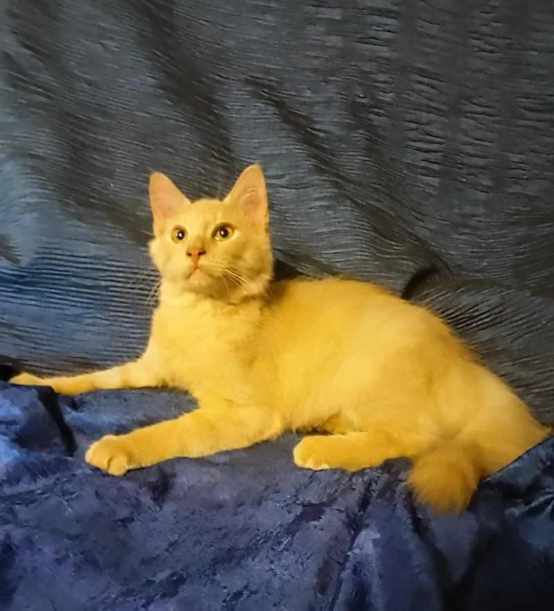 A baby medium-sized male Domestic Long Hair cat named Stanley for adoption in Thorofare, NJ
