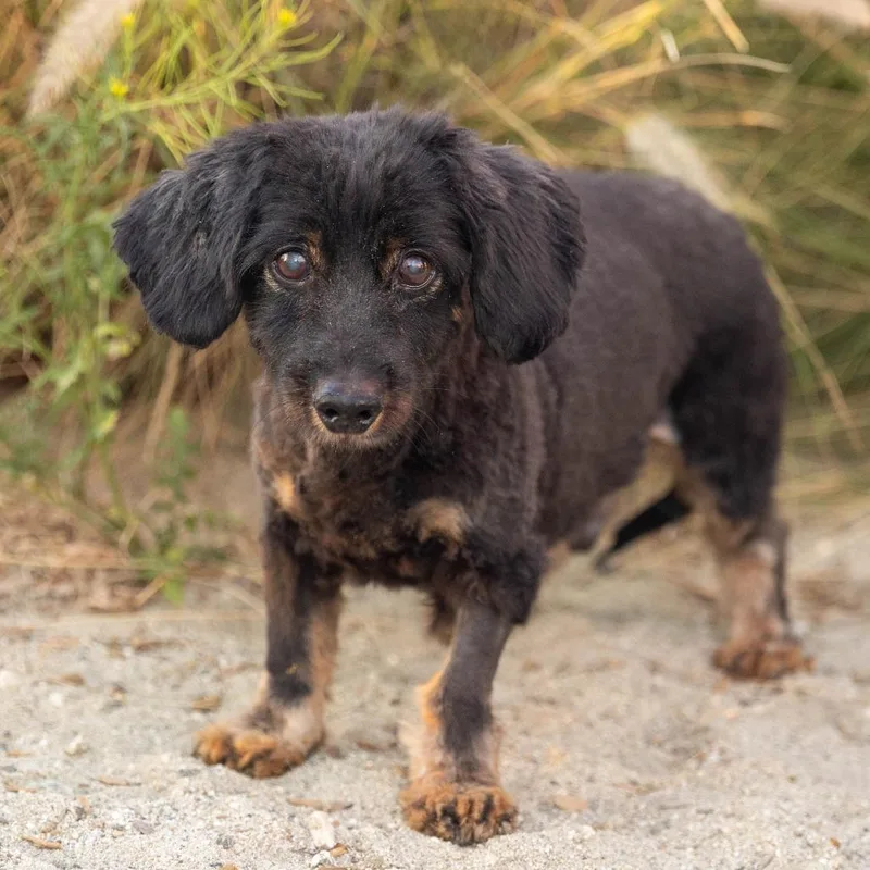 A senior small-sized male Black Mixed Breed dog named Dominic for adoption in Palm Springs, CA