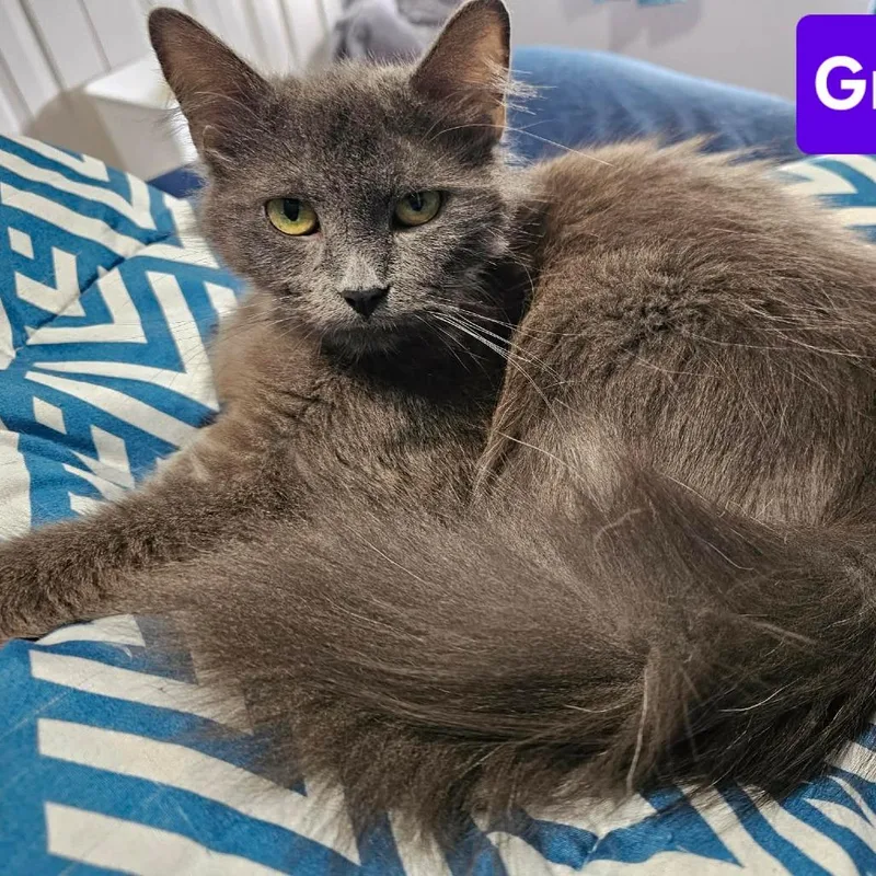 A young medium-sized female Gray / Blue / Silver Domestic Medium Hair cat named Grape for adoption in DeKalb, IL