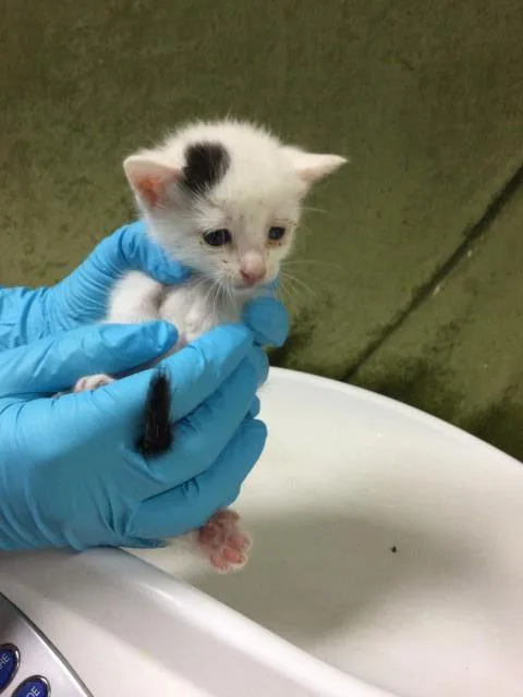 A baby small-sized female Domestic Short Hair cat named Jiggly Puff for adoption in Riverside, CA