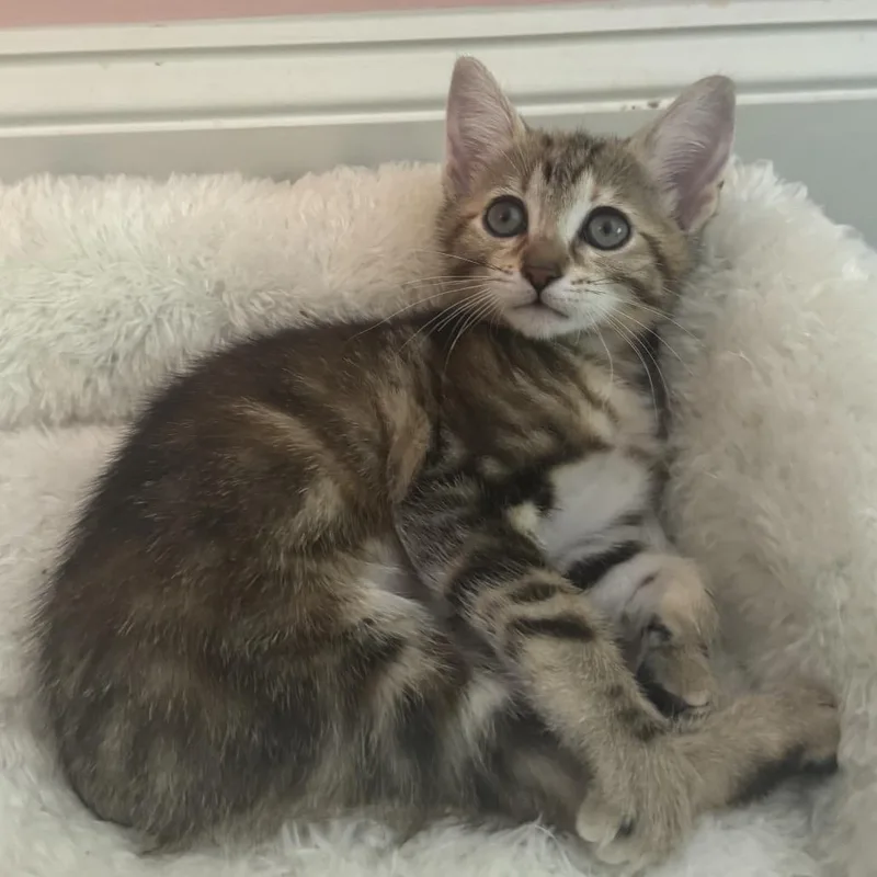 A baby small-sized female Domestic Short Hair cat named Sardine for adoption in Cumming, GA