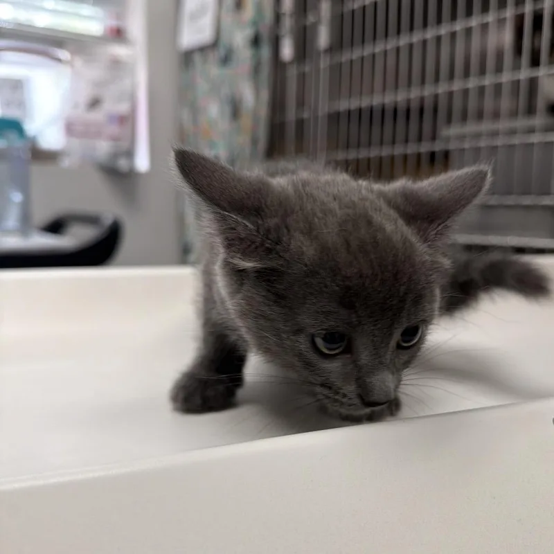 A baby small-sized female Gray / Blue / Silver Domestic Short Hair cat named Mochi for adoption in Henderson, NV