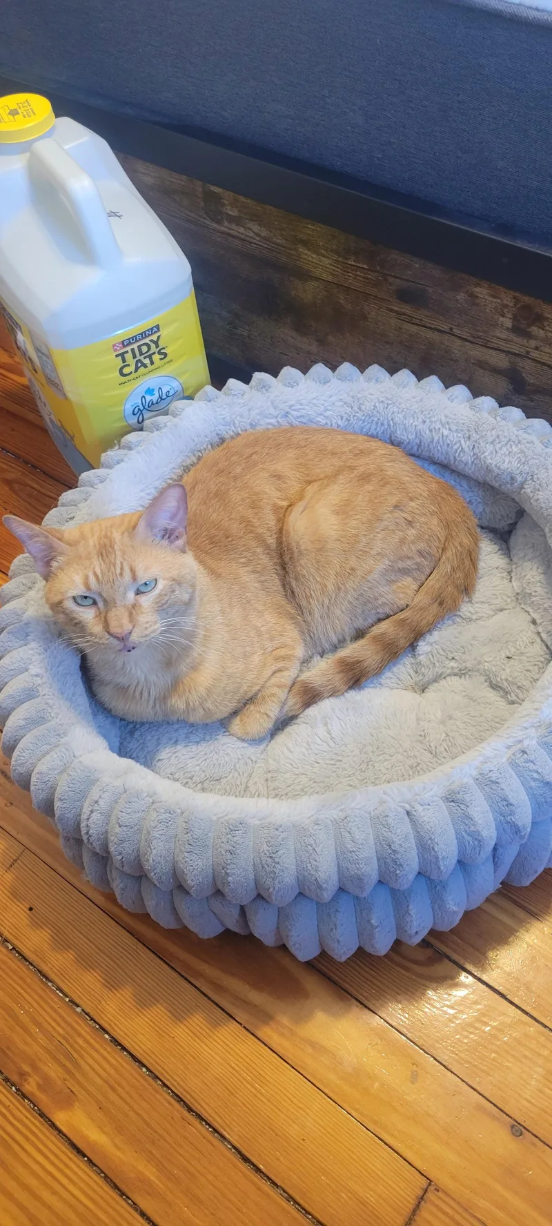 An adult medium-sized male Orange / Red Domestic Short Hair cat named Ed for adoption in Philadelphia, PA