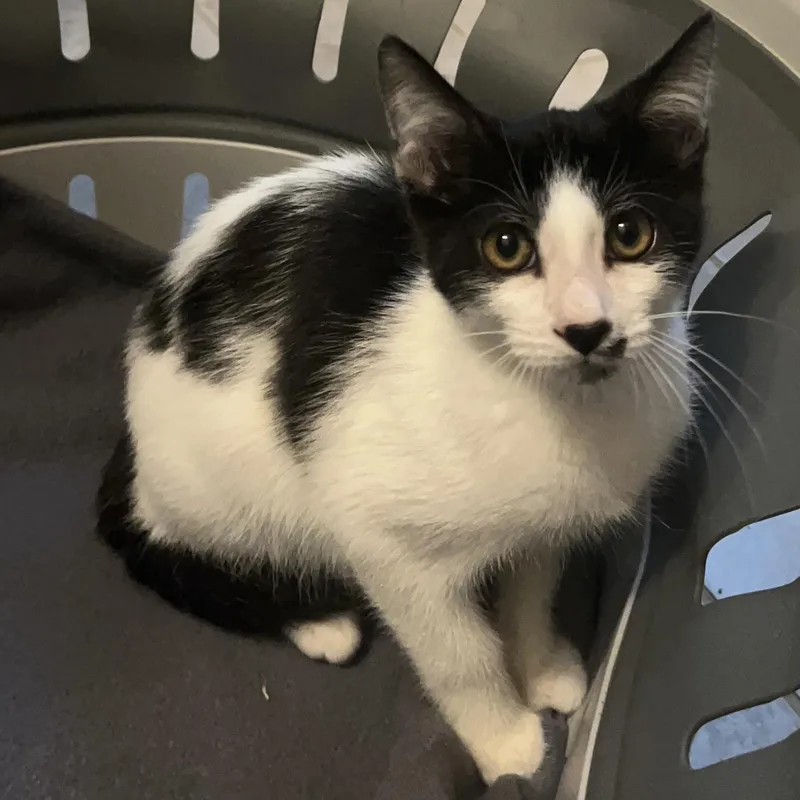 A baby medium-sized male Domestic Short Hair cat named Abracadabra for adoption in Columbia, SC