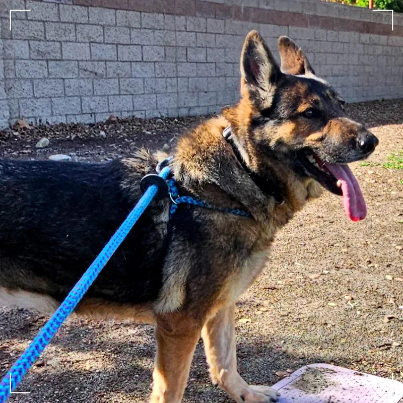A senior large-sized female Brown / Chocolate German Shepherd Dog dog named Dakota for adoption in Upland, CA