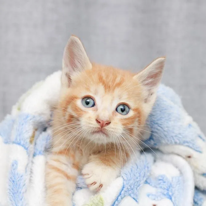 A baby small-sized male Orange / Red Domestic Short Hair cat named Hugo for adoption in Hattiesburg, MS